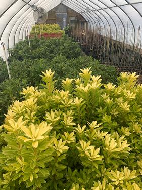 Illicium parviflorum 'Florida Sunshine' - Yellow Anise Tree from Pleasant Run Nursery