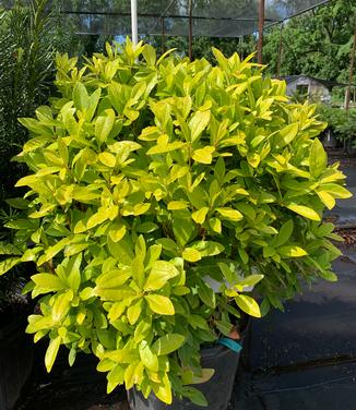 Illicium parviflorum 'Florida Sunshine' - Yellow Anise Tree from Pleasant Run Nursery