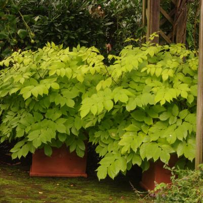 Aralia cordata Sun King