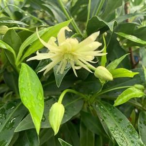 Illicium x Orion™