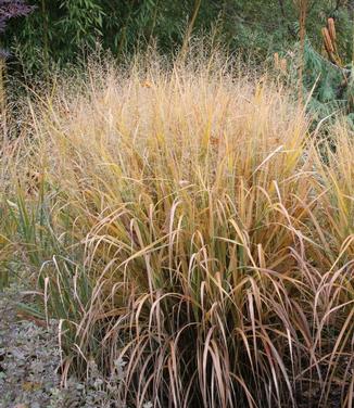 Panicum virgatum Summer Sunrise (Hoffman Nursery)