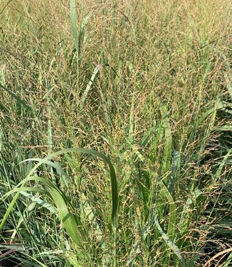 Panicum virgatum Summer Sunrise 