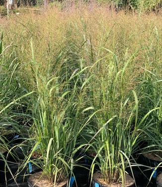 Panicum virgatum Summer Sunrise 