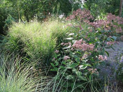 Panicum virgatum Summer Sunrise (Hoffman Nursery)