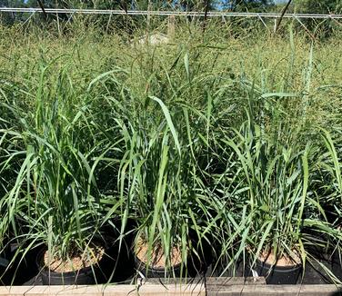 Panicum virgatum 'Summer Sunrise' - Switch Grass from Pleasant Run Nursery