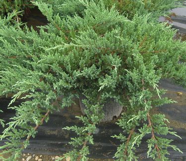 Juniperus chinensis var. sargentii - Sargent's Juniper