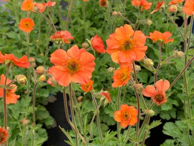 Geum x 'Totally Tangerine'