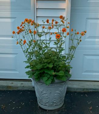 Geum x 'Totally Tangerine' - Geum from Pleasant Run Nursery