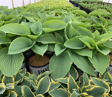 Hosta 'Empress Wu' - Plantain Lily from Pleasant Run Nursery