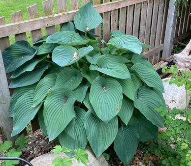 Hosta 'Empress Wu' - Plantain Lily from Pleasant Run Nursery