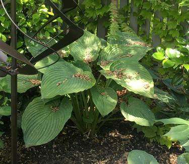 Hosta Empress Wu