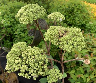 Viburnum x rhytidophylloides 'Alleghany' - Lantanaphyllum Viburnum from Pleasant Run Nursery