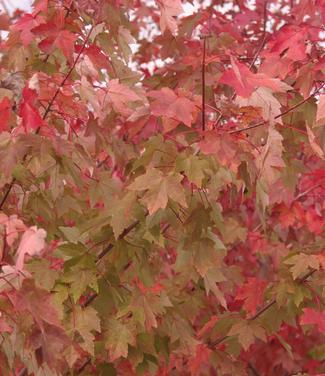 Acer rubrum Redpointe