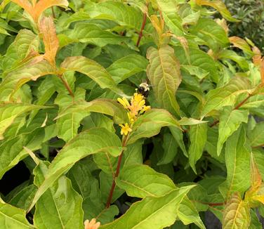 Diervilla x splendens Kodiak 'Orange' - Bush-honeysuckle from Pleasant Run Nursery