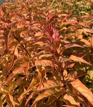 Diervilla x splendens Kodiak' Orange' - Bush-honeysuckle from Pleasant Run Nursery