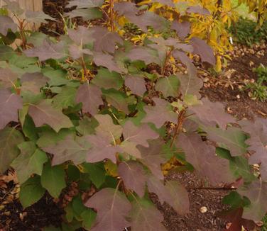 Hydrangea quercifolia Gatsby Pink