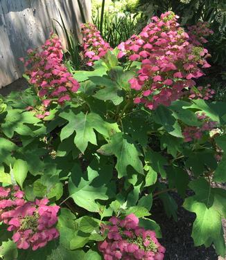 Hydrangea quercifolia Gatsby Pink