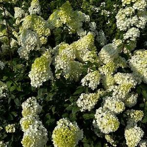 Hydrangea paniculata Strawberry Sundae®