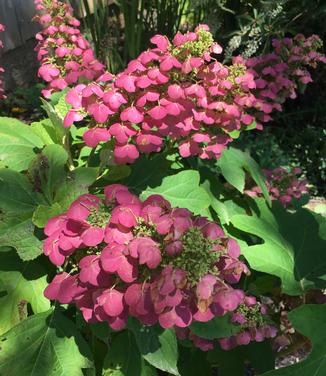 Hydrangea quercifolia Gatsby Pink