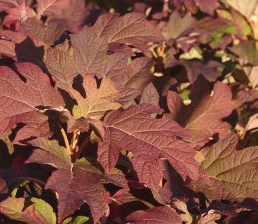 Hydrangea quercifolia Gatsby Pink