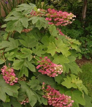 Hydrangea quercifolia Gatsby Pink