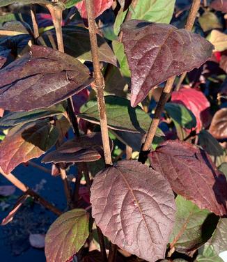 Viburnum carlesii Spice Girl - Korean Spice Viburnum from Pleasant Run Nursery