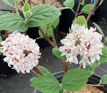 Viburnum carlesii Spice Girl - Korean Spice Viburnum from Pleasant Run Nursery