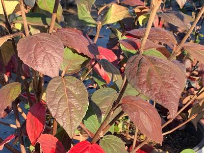 Viburnum carlesii Spice Girl - Korean Spice Viburnum from Pleasant Run Nursery