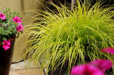 Pennisetum alopecuroides Lumen Gold
(Photo: Concept Plants)