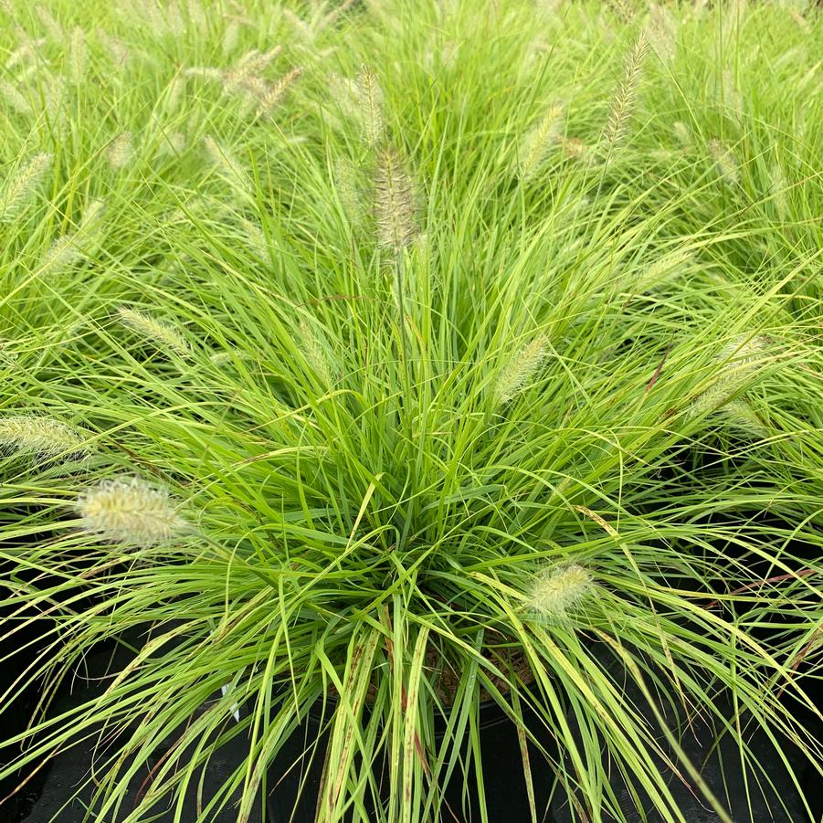 Pennisetum alopecuroides Lumen Gold
(Photo: Concept Plants)