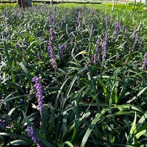 Liriope muscari Purple Explosion