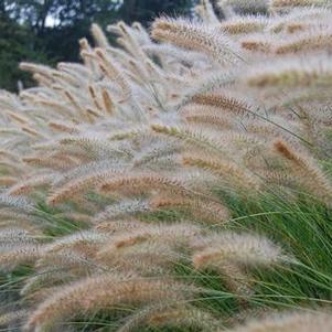 Pennisetum alopecuroides Cassian