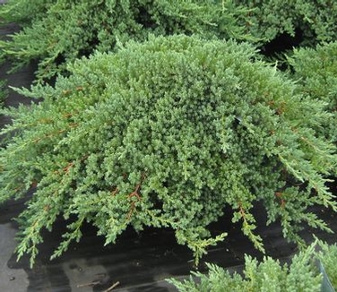 Juniperus procumbens Nana