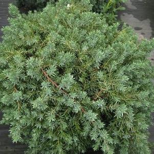 Juniperus conferta Blue Pacific