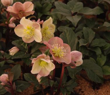 Helleborus x ballardiae HGC 'Cinnamon Snow'