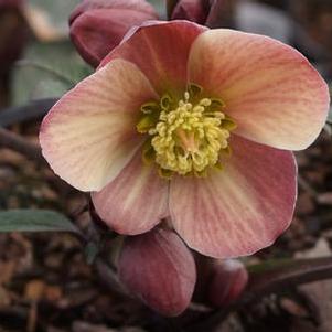 Helleborus x ballardiae HGC® 'Merlin'