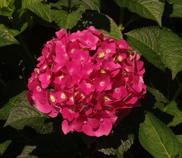 Hydrangea macrophylla Summer Crush