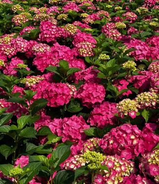 Hydrangea macrophylla Summer Crush® - Bigleaf Hydrangea from Pleasant Run Nursery