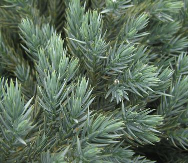 Juniperus squamata 'Blue Star' - Juniper