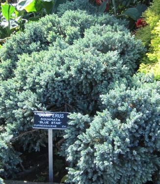 Juniperus squamata Blue Star (@ Giardino di Villa Taranto)