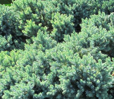 Juniperus squamata Blue Star (@ Giardino di Villa Taranto)