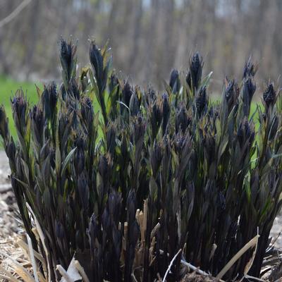 Amsonia tabernaemontana Storm Cloud