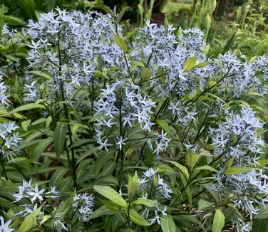 Amsonia tabernaemontana 'Storm Cloud' - Bluestar from Pleasant Run Nursery