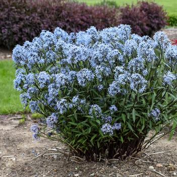 Amsonia tabernaemontana Storm Cloud (Photo: Walters Gardens, Inc)