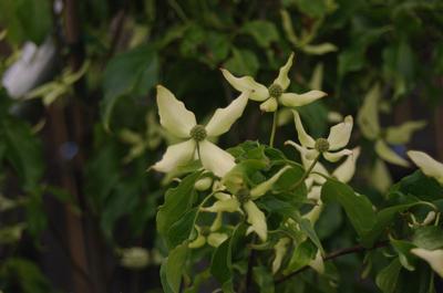 Cornus kousa 'Snow Tower'