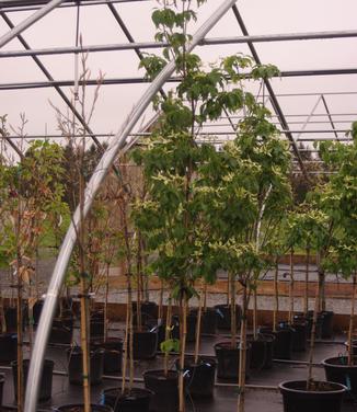 Cornus kousa 'Snow Tower'