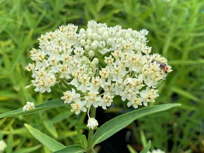 Asclepias incarnata Ice Ballet 