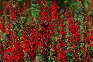 Lobelia cardinalis 