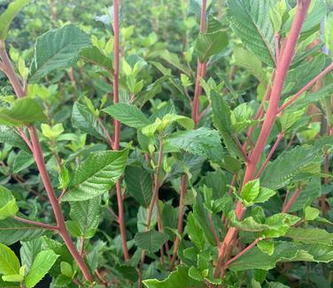 Clethra alnifolia 'Sherry Sue' - Summersweet from Pleasant Run Nursery