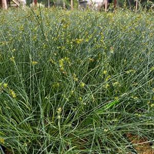 Carex texensis 